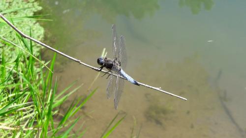 Libellula fulva